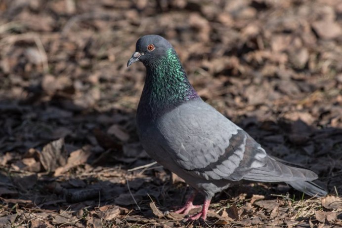 Птица Columba Livia