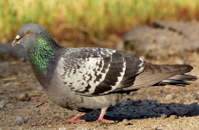 Сизый голубь (Columba Livia)