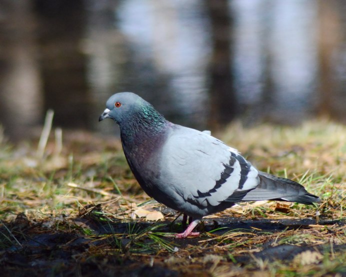 Columba Livia