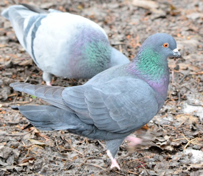 Columba Livia