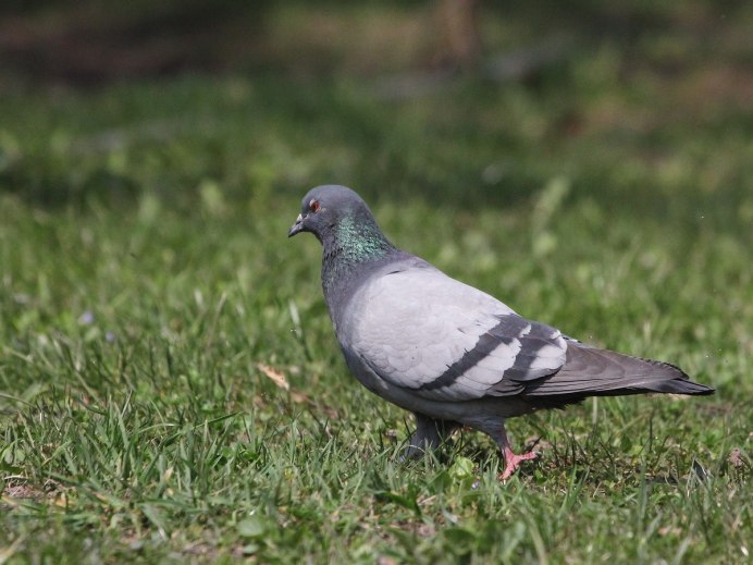 Сизый голубь (Columba Livia)