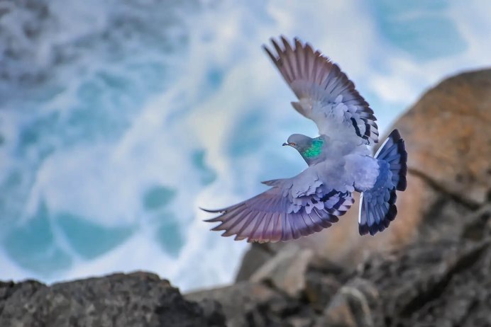 Голуби-Архангелы (Columba Livia)