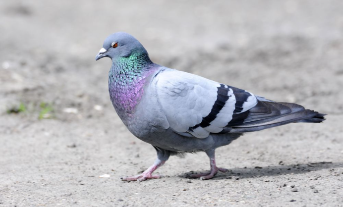 Columba Livia