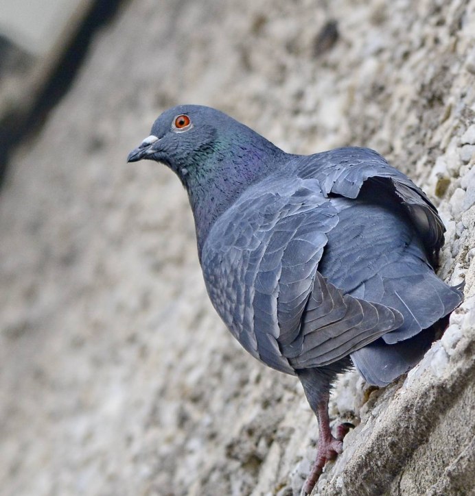 Сизый голубь (Columba Livia)