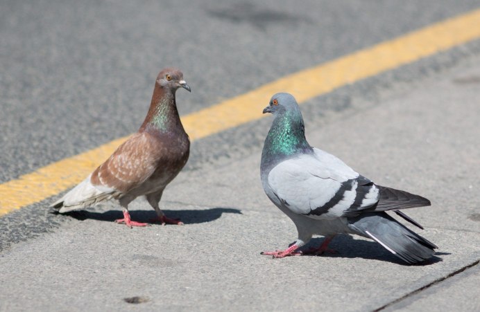 Ice Pigeon сизарь