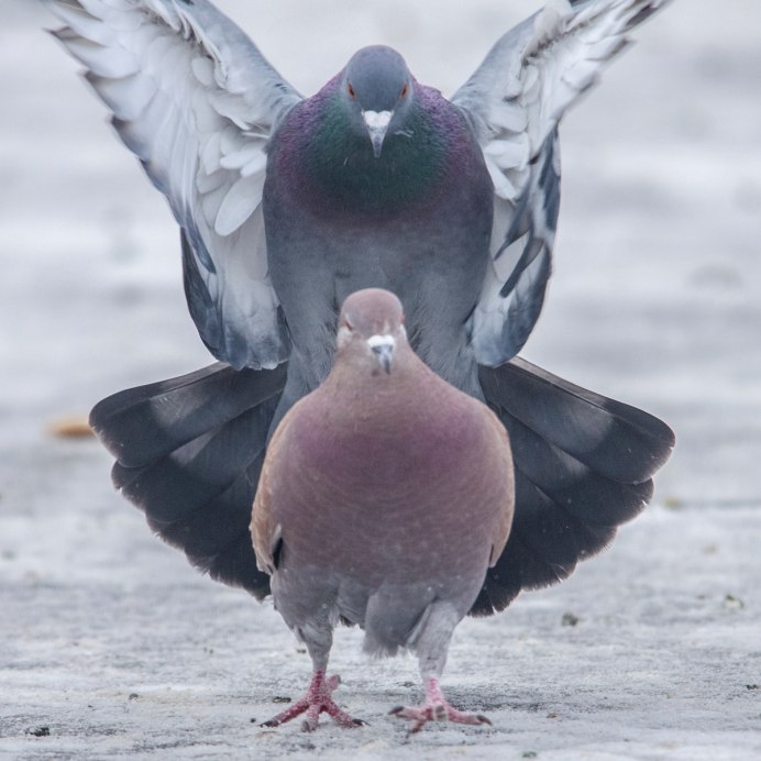 Columba Livia