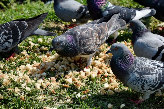 Сизый голубь (Columba Livia)