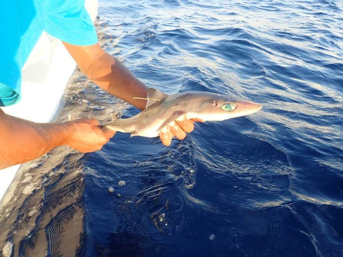 Squalus clarkae