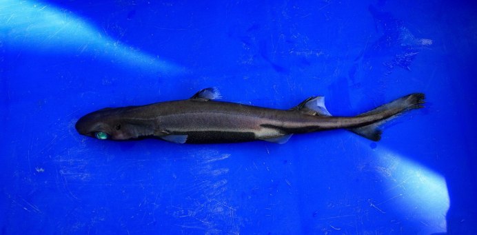 Акулы Etmopterus perryi