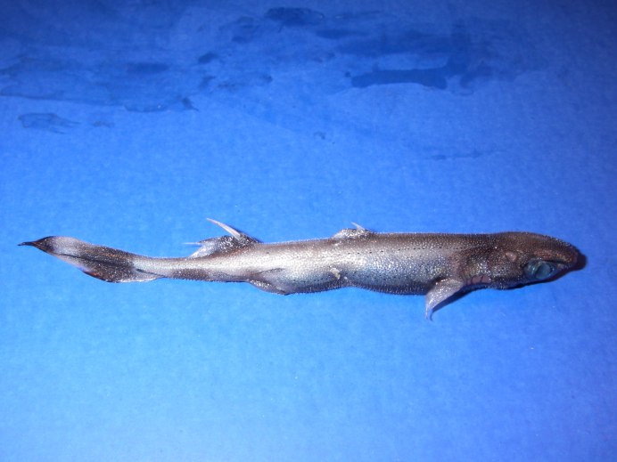 Etmopterus perryi