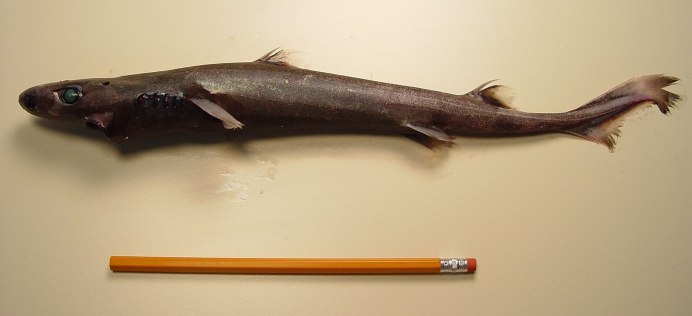 Карликовая акула вида Etmopterus perryi