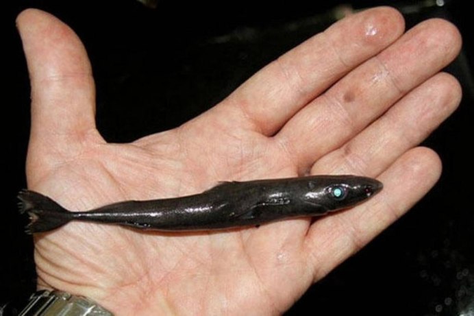 Etmopterus perryi