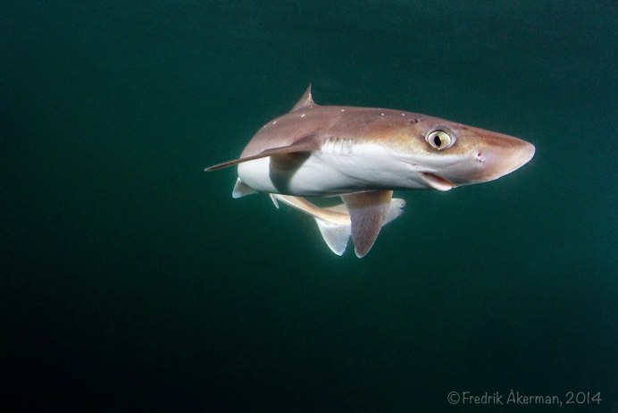 Акула Squalus clarkae