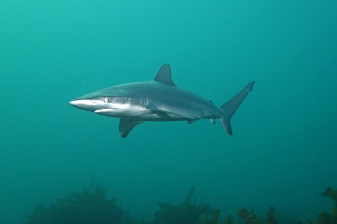 Carcharhinus Obscurus