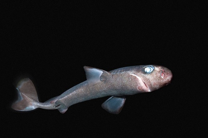 Etmopterus perryi