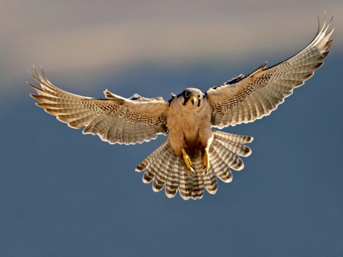 Red tailed Hawk птица