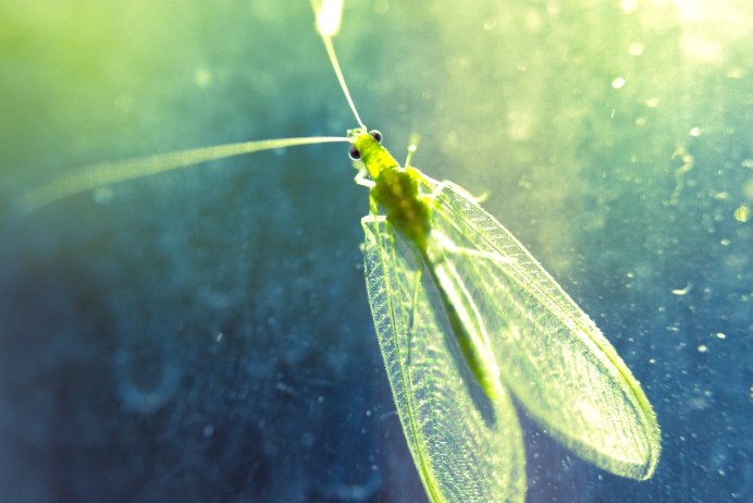 Златоглазка обыкновенная - Chrysopa carnea