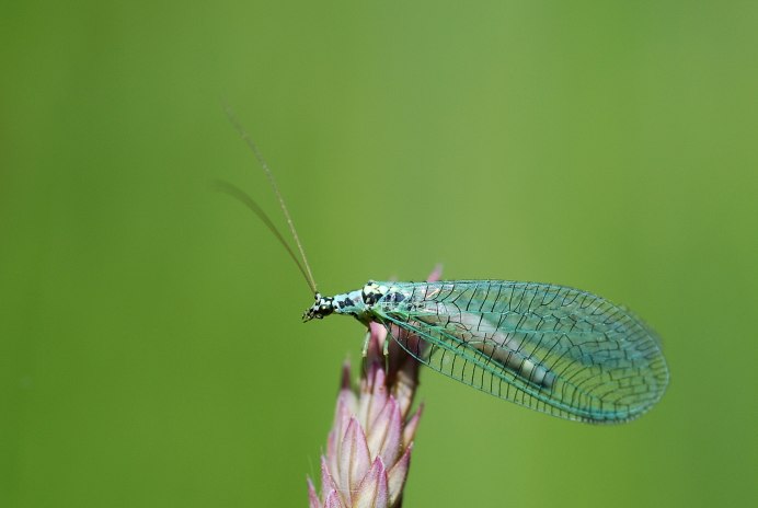 Nothochrysa fulviceps