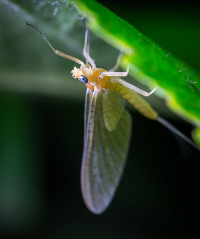 Neuroptera сетчатокрылые
