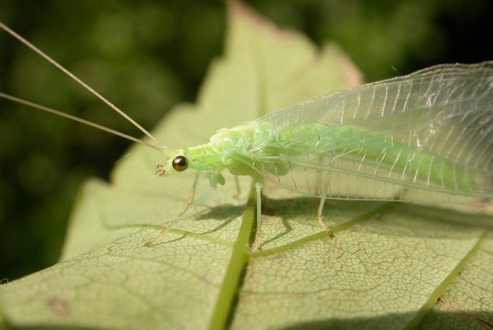 Green Lacewing насекомое