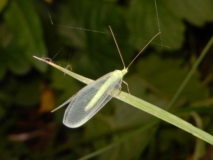 Green Lacewing насекомое