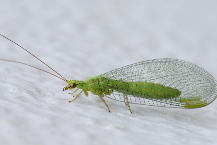 Chrysopidae (златоглазка)