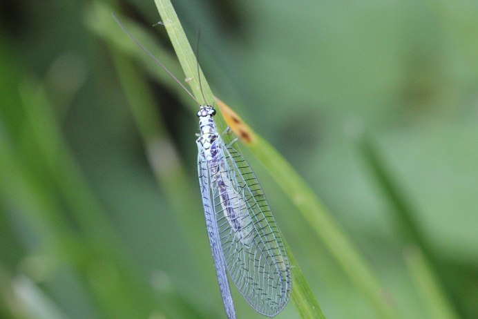Златоглазка Chrysopa