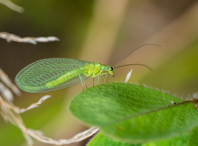 Chrysopidae (златоглазка)