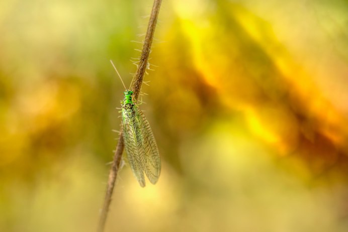 Златоглазка Chrysopa