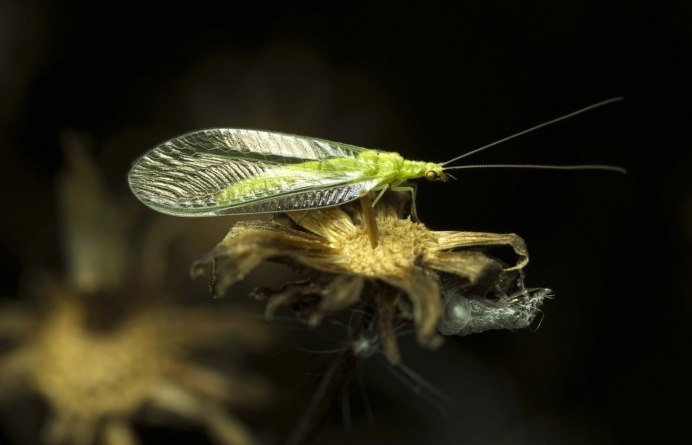 Chrysopidae (златоглазка)