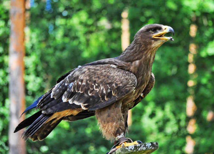 Ястреб канюк