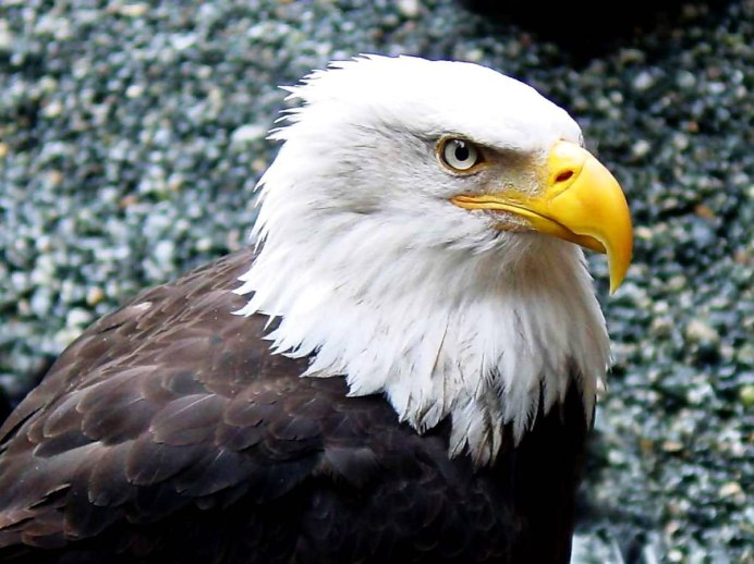 Отряд Соколообразные Орел