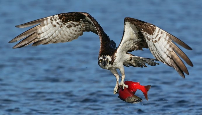 Хищная птица питающаяся рыбой