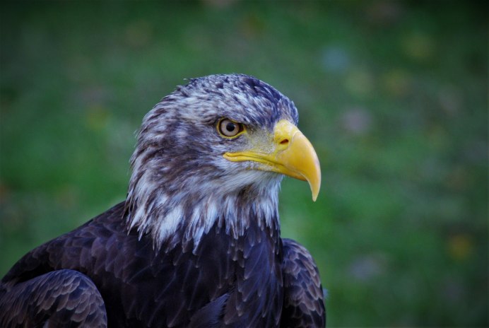 "Белоголовый Орлан"