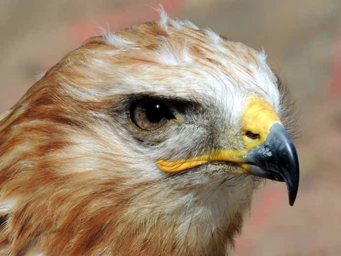 Индийский Ястребиный орёл