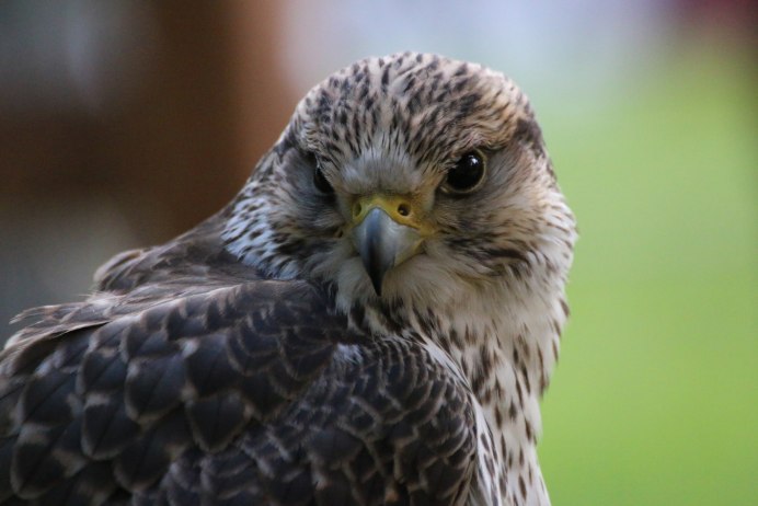 Хищные птицы Хабаровского края