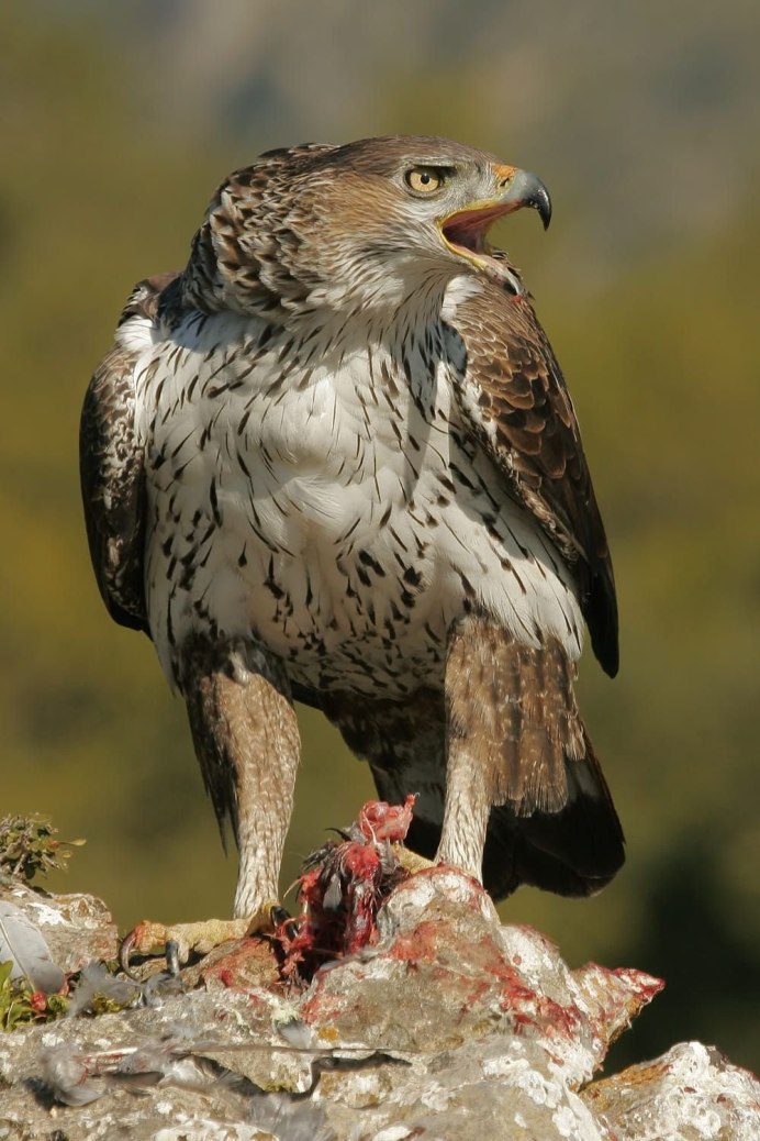 Bonelli's Eagle