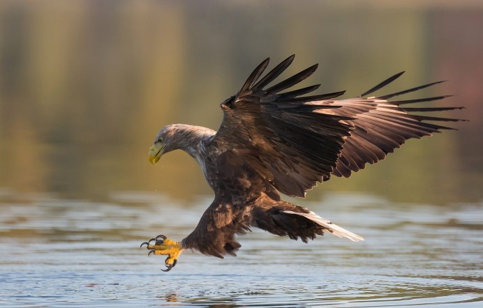 Хищные птицы Орлан