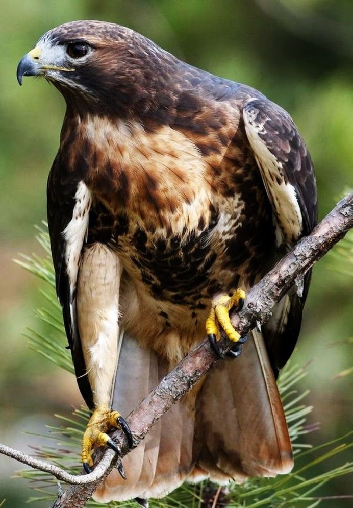 Ястреб канюк Орел