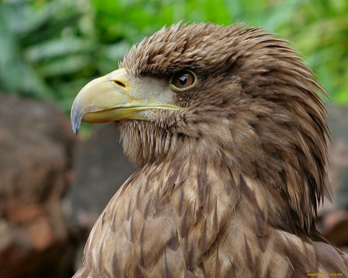 Дневные хищники