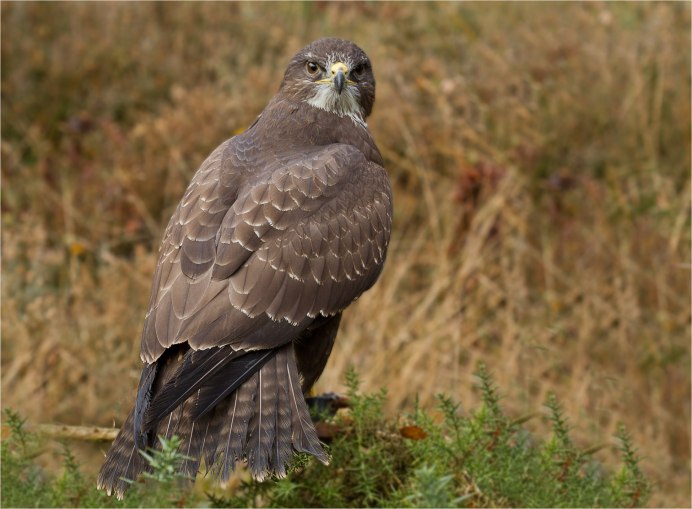 Ястреб канюк Орел