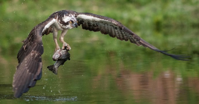 Хищная птица с добычей