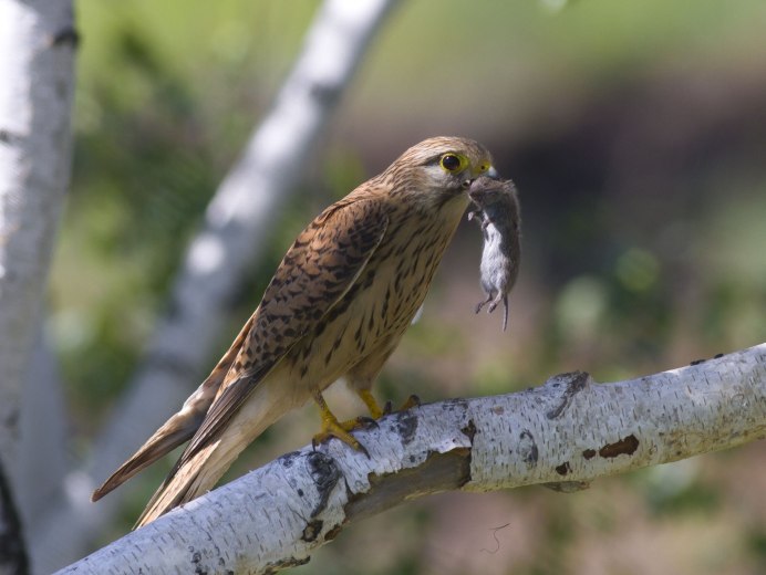 Сокол пустельга самка