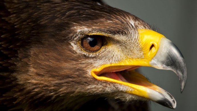 Отряд орлиных