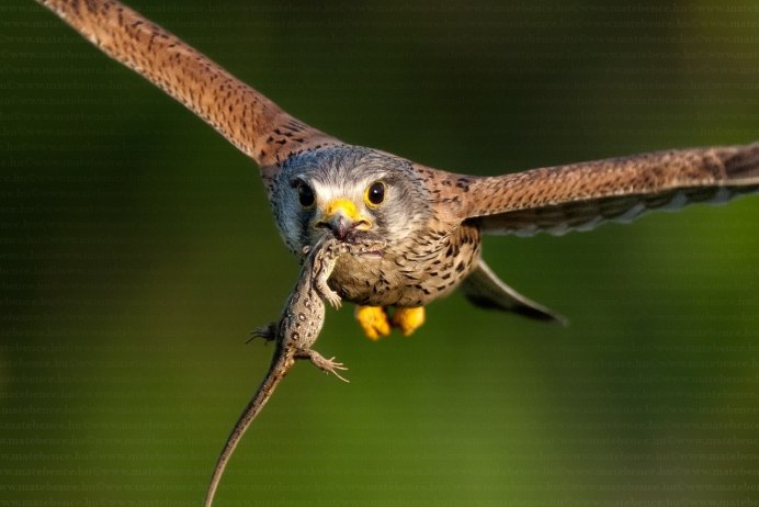 Пустельга самец