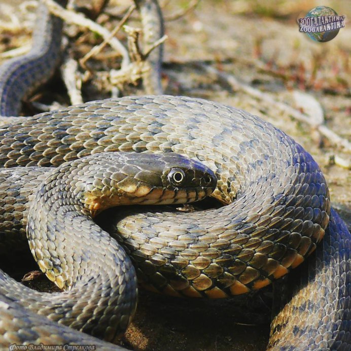 Водяной уж (Natrix tessellata)