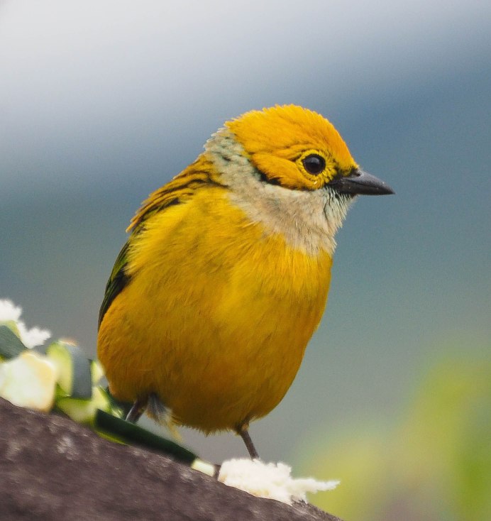Yellow Warbler птица