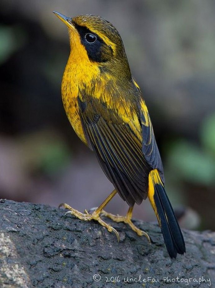 Птица Yellow Rumped Warbler