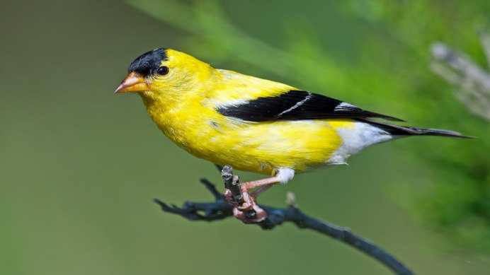 Птичка с желтой спинкой