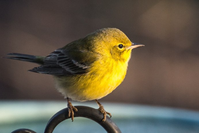 Yellow-Rumped Warbler птица Yellow Rumped
